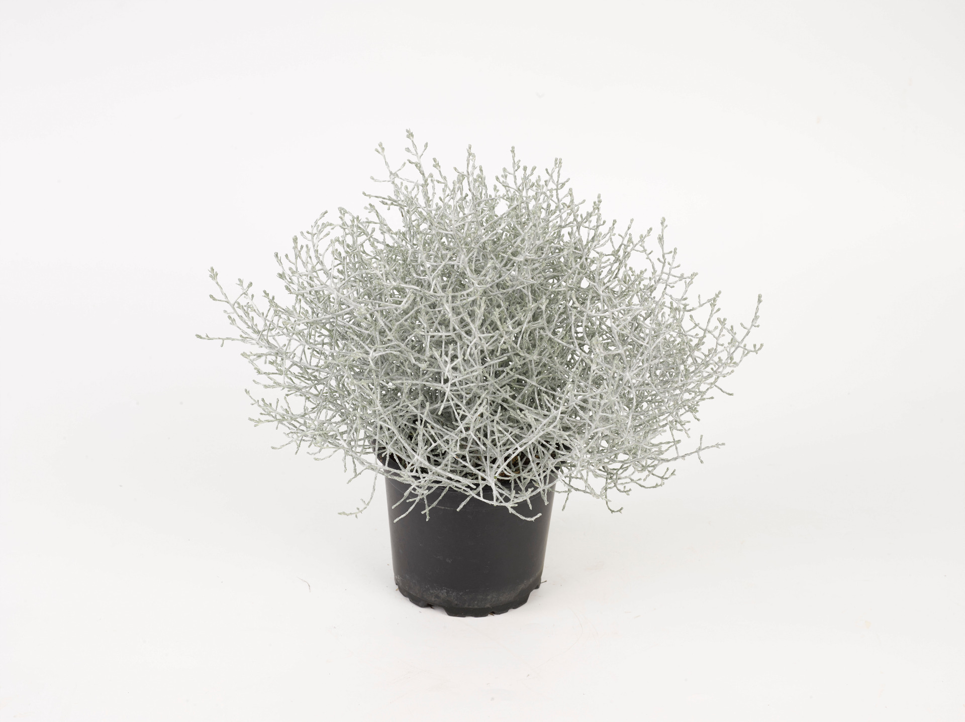 Calocephalus - Gartenbau Bongartz