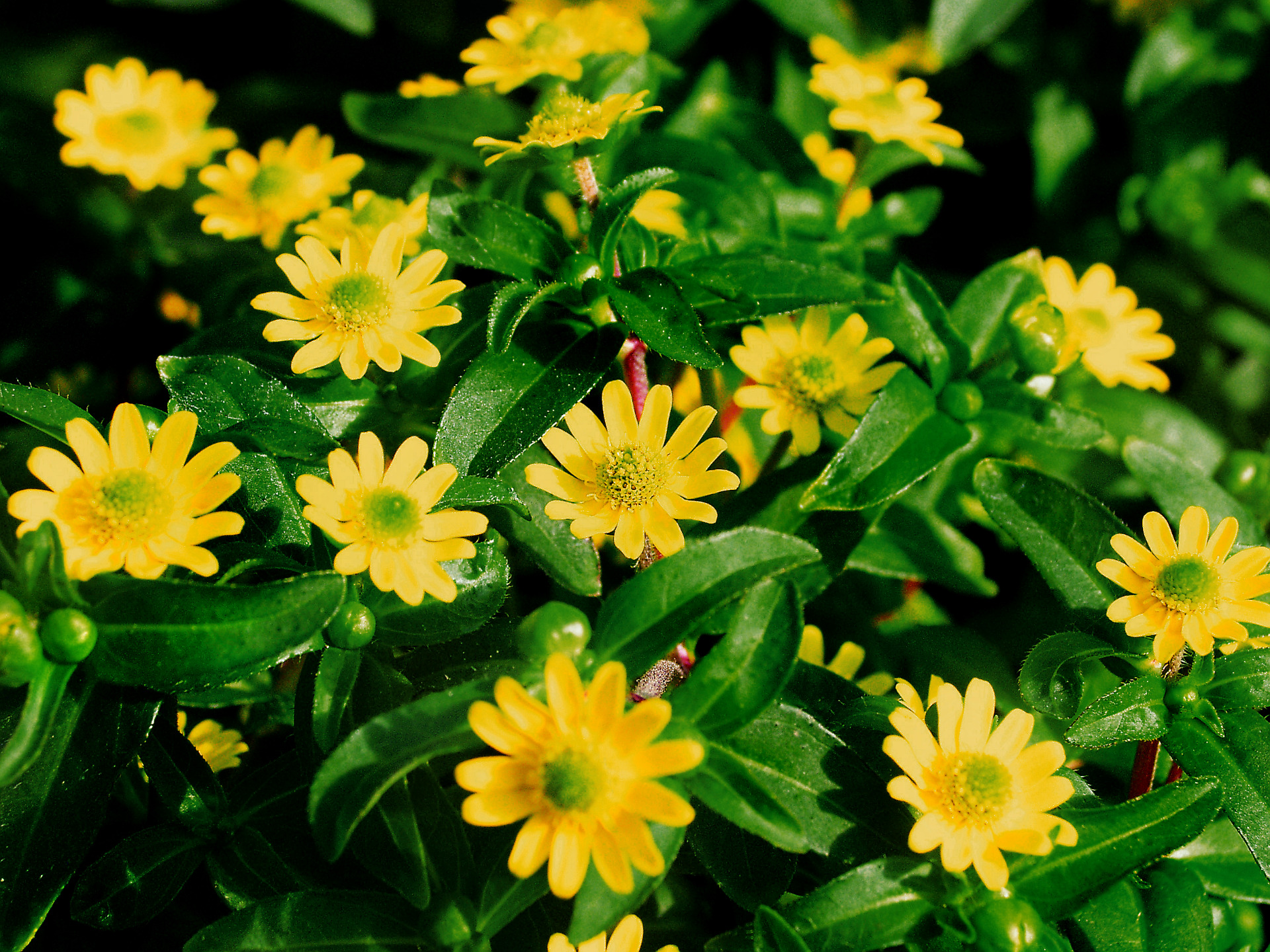 Sanvitalia Gartenbau Bongartz