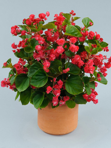 Paso Double Cherry Red