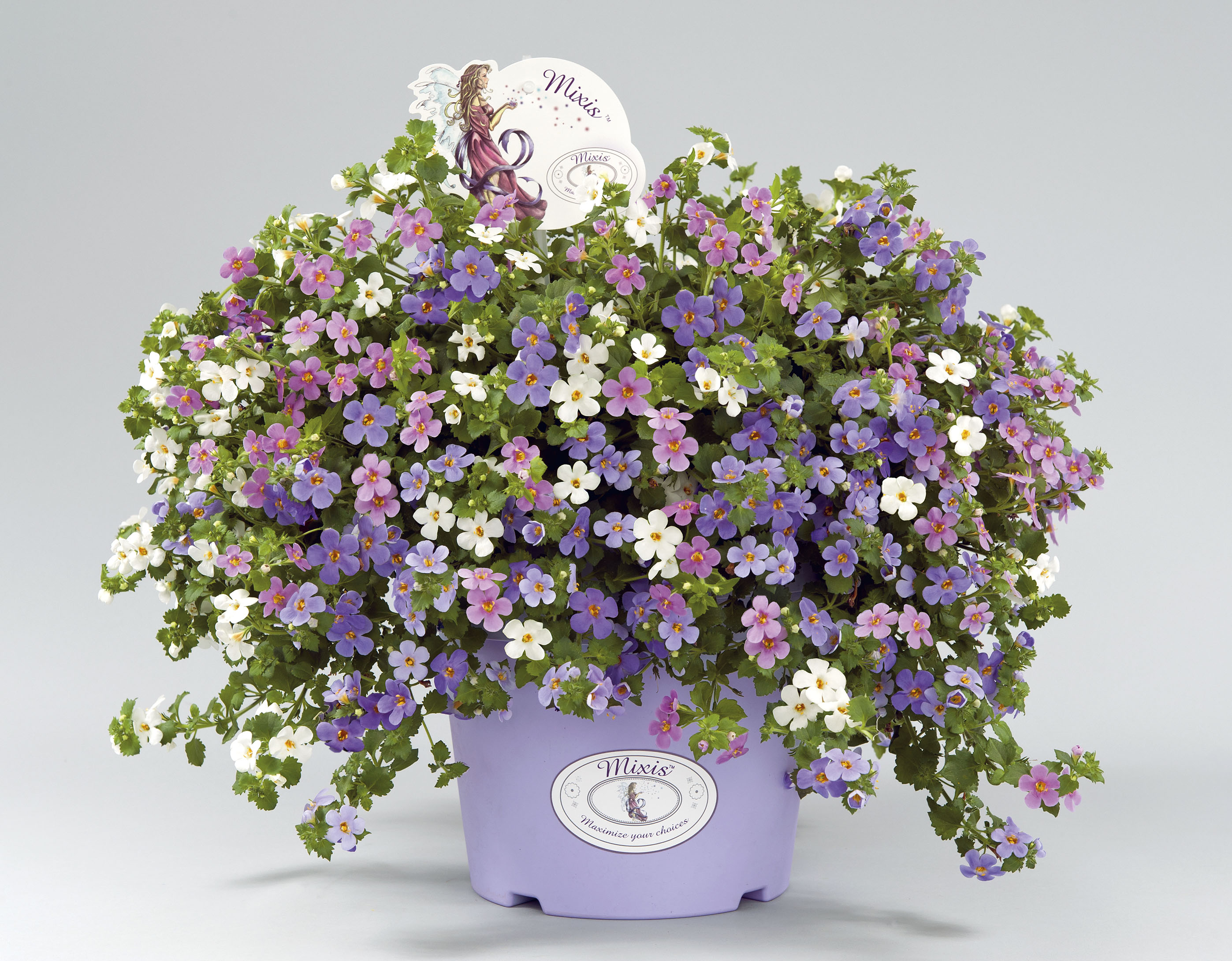 Bacopa Alysia / Little Star