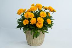 Solanna Golden Sphere