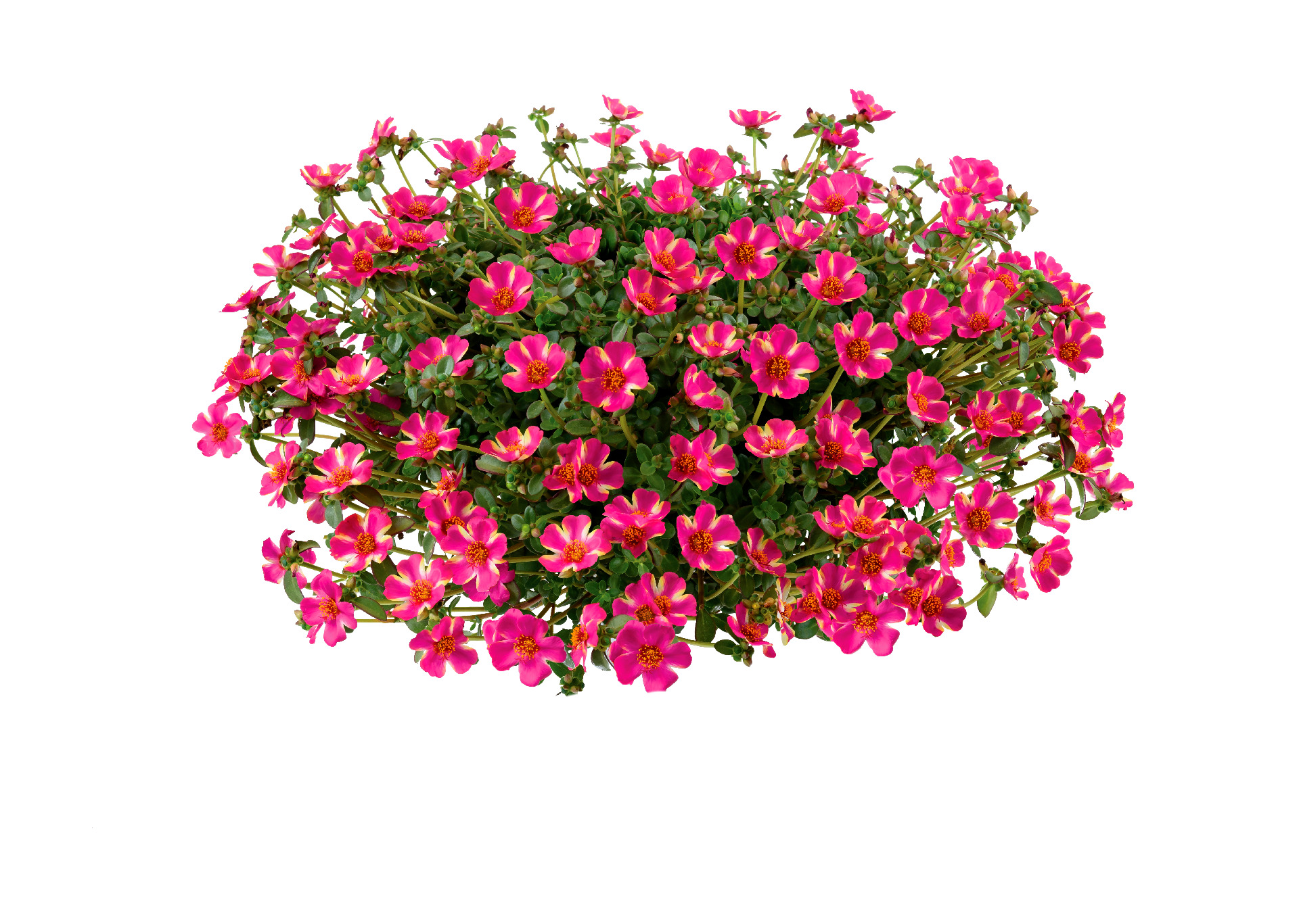 Portulaca Campino Twist Pink