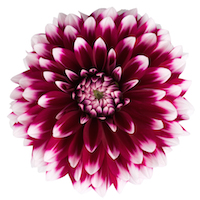 Dalina® Maxi Cancun