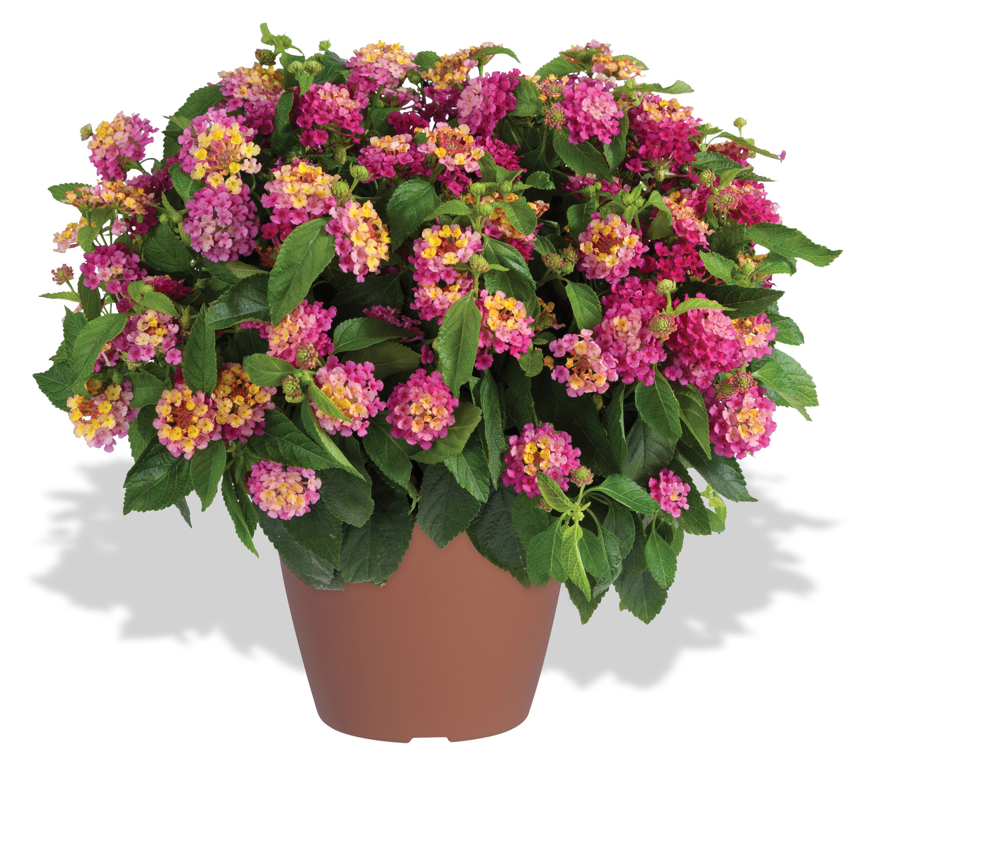 Lantana-Gem-Compact-Pink-Opal