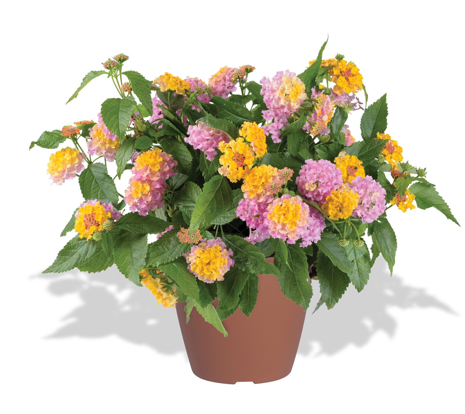 Lantana-Compact-Rose-Quartz