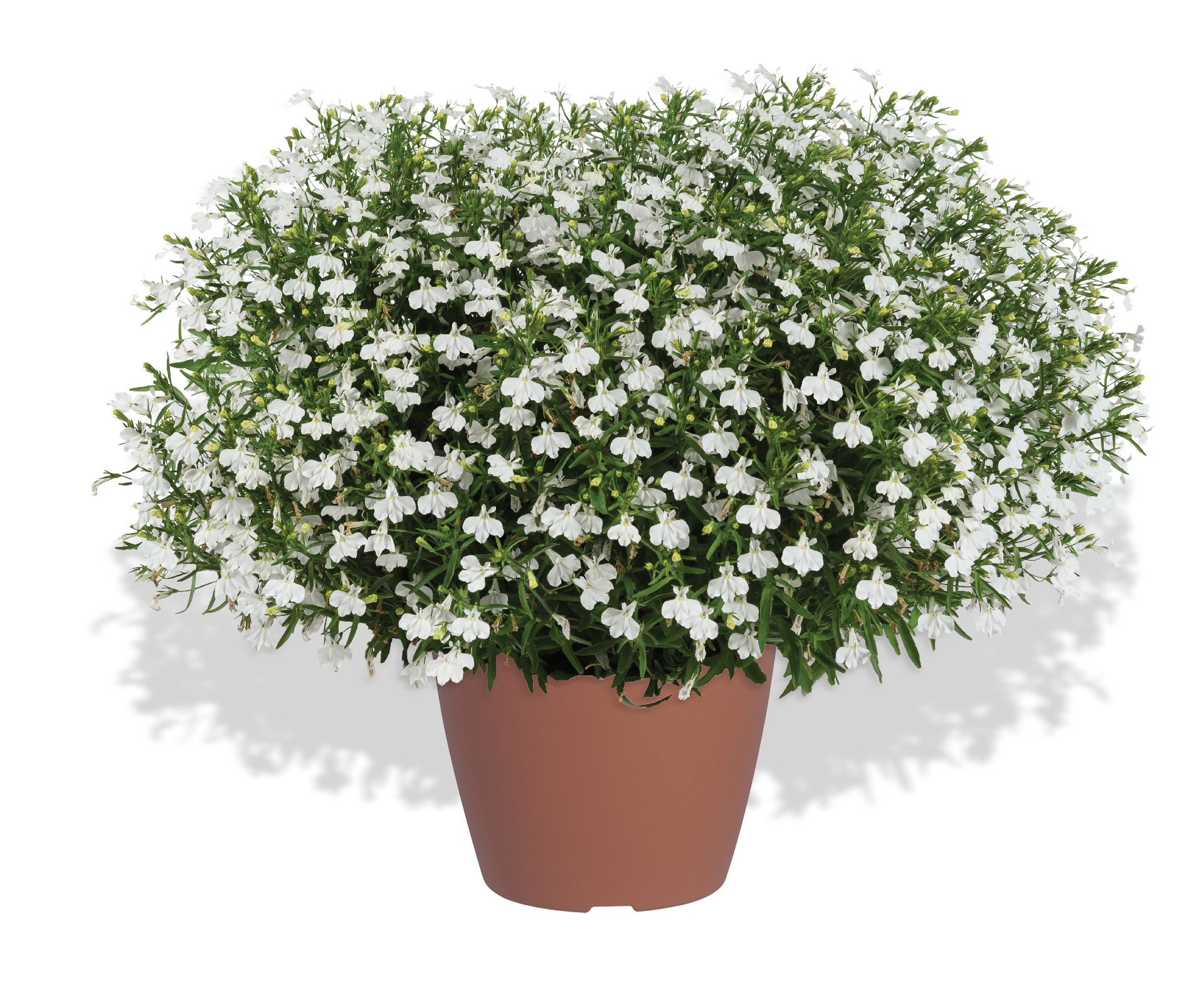 GLOW-Electric-White-ligthning