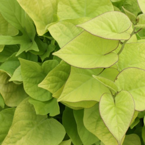 Sweetheart Light Green