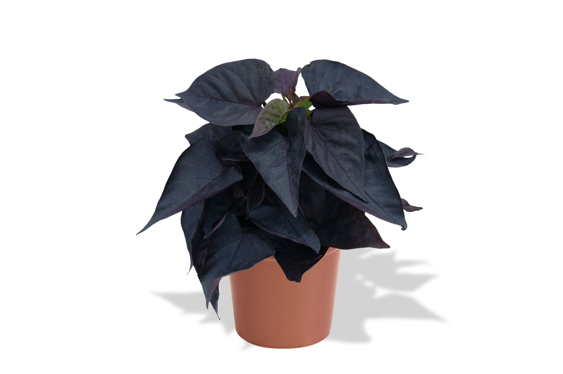 Sweetheart Jet Black