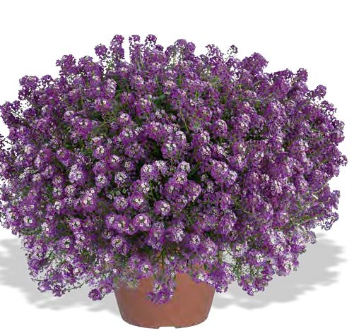 Deep Lavender Stream