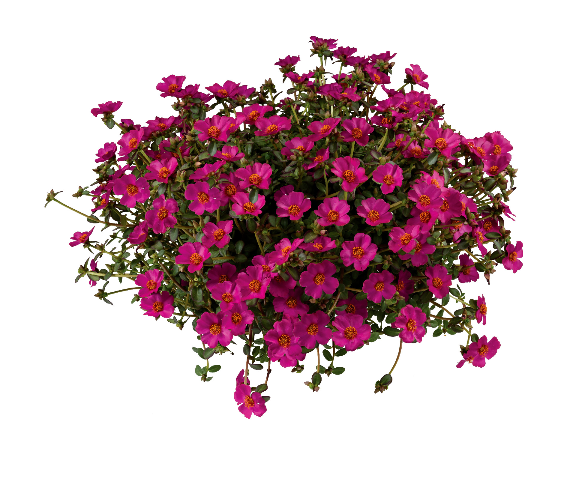 Portulaca Mega Pazzaz Purple