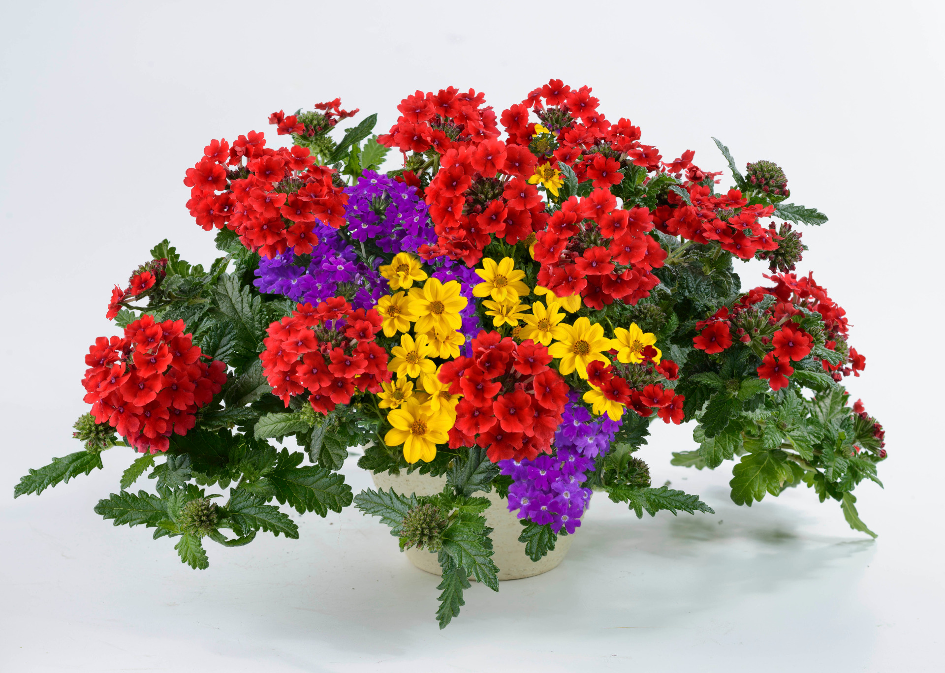 Super Mix Fresh Feeling