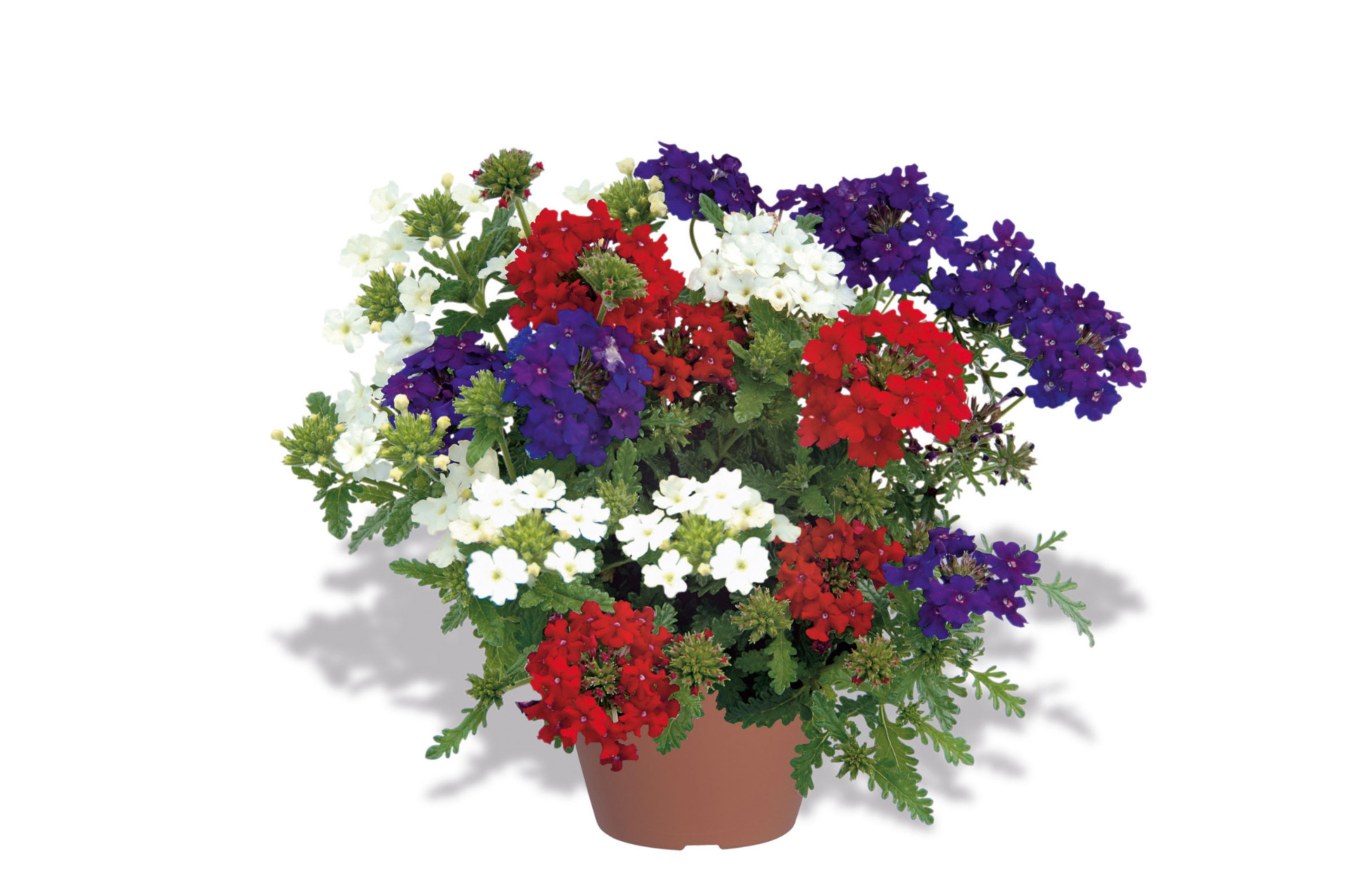 Verbena Explosion-Mix