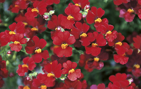 Sunsati plus Granada 2020