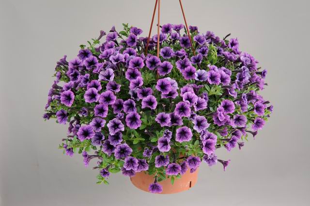 Littletunia Blue Vein