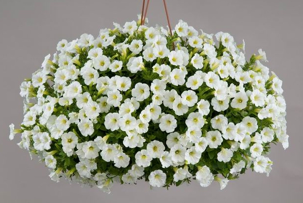 Littletunia White Grace