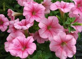 Surfinia Table Salmon Vein