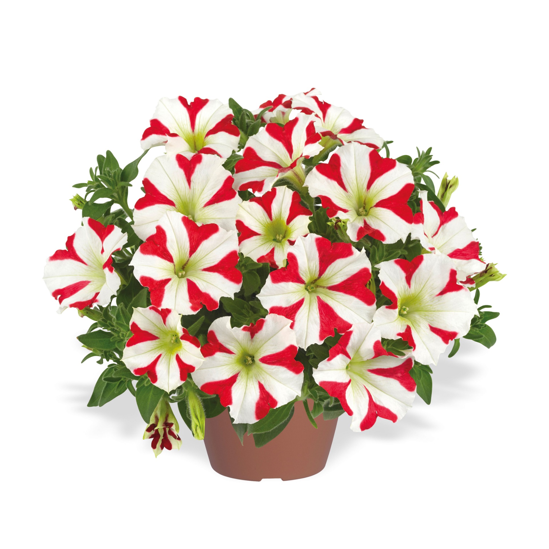 Amore™ King of Hearts (Cherry)