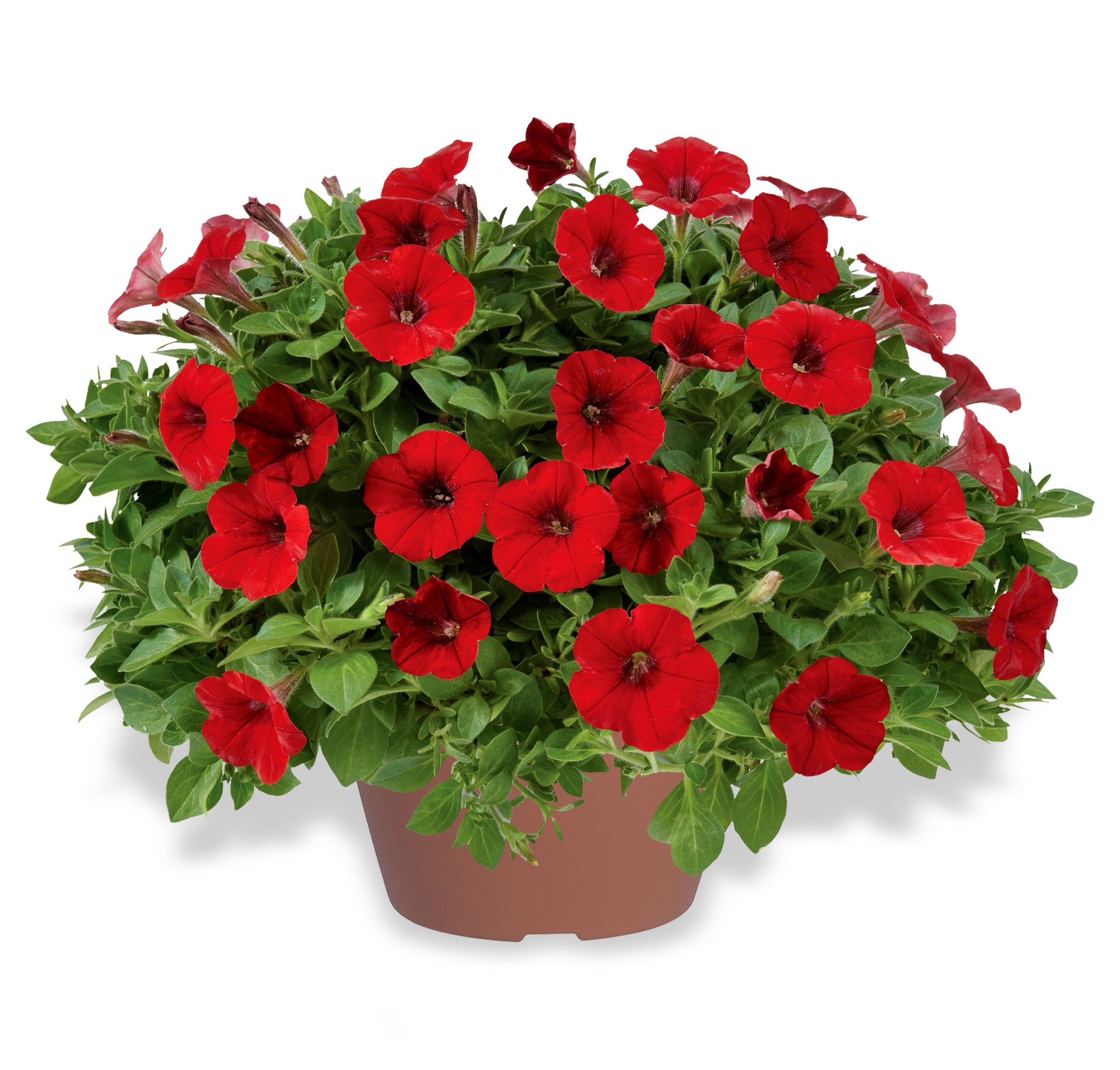 Littletunia Bright Red (Hot Red)