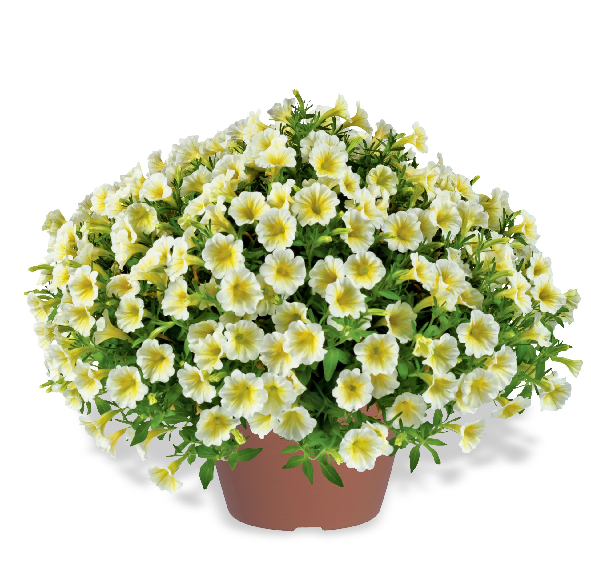 Littletunia Buttercream (Yellow)