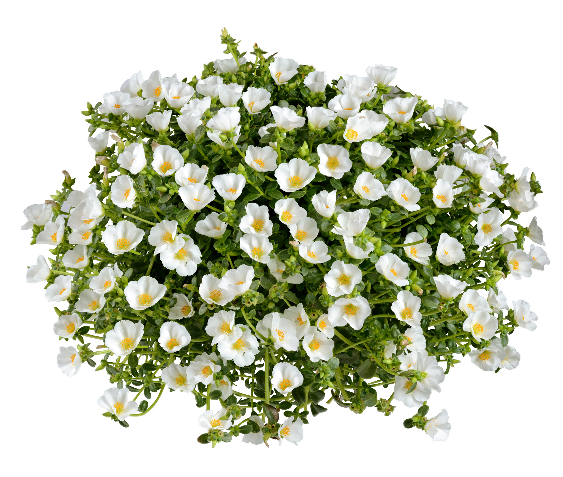 Portulaca Pazzaz White