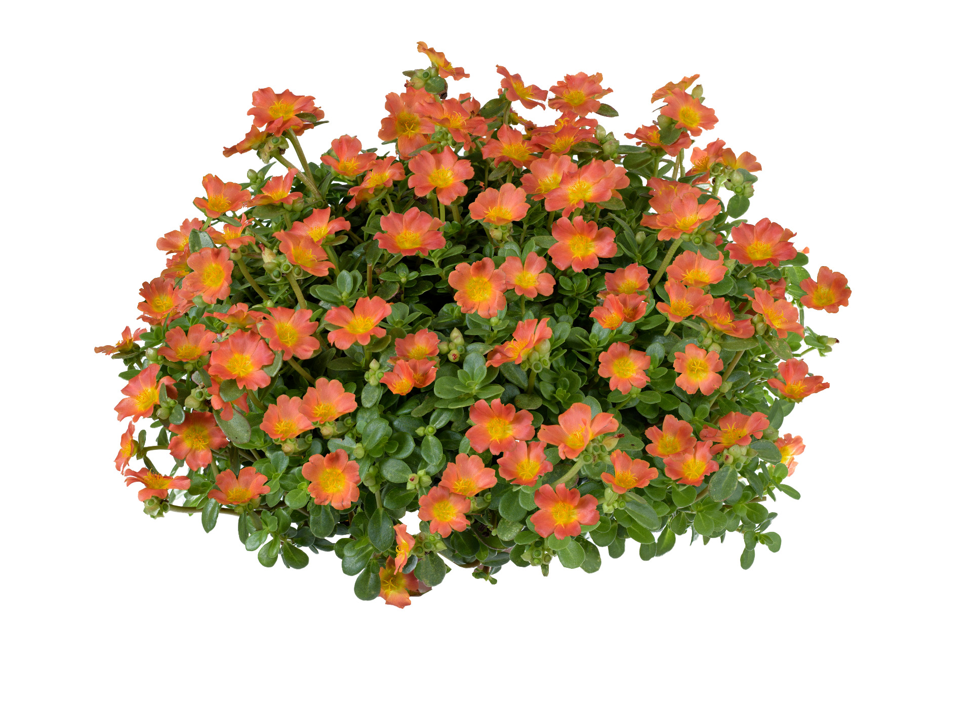 Portulaca Nano Orange