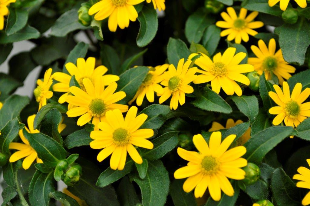 Sanvitalia Gartenbau Bongartz