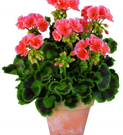 Pelargonium zonale - Gartenbau Bongartz