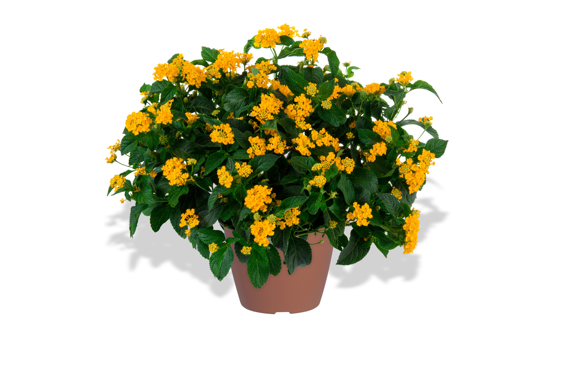 Lantana-Gem-Gold