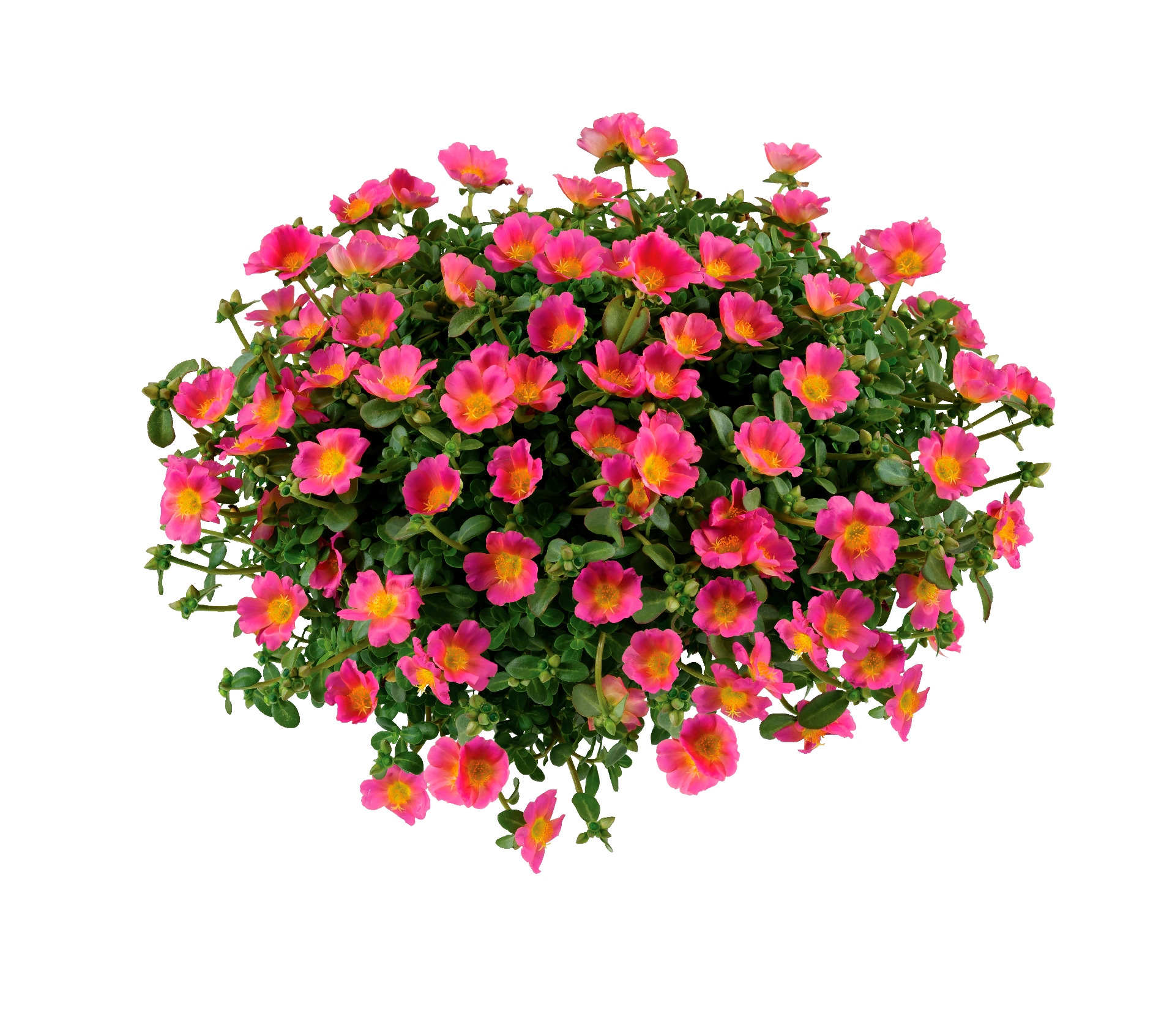 Portulaca Nano Candy Pink