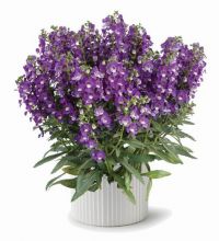 Alonia Bicolor Violet