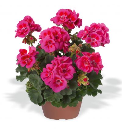 Pelargonium zonale - Gartenbau Bongartz